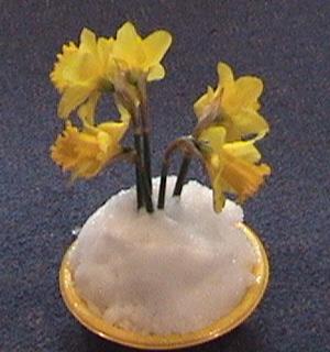 daffodils.JPG
