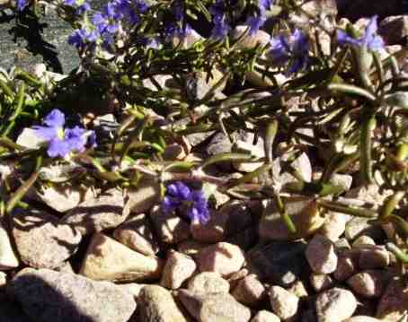 emerging_beach