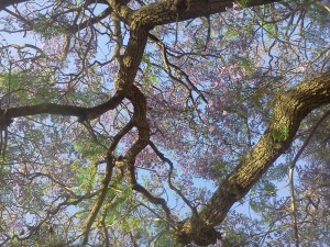 purplefloweringtree