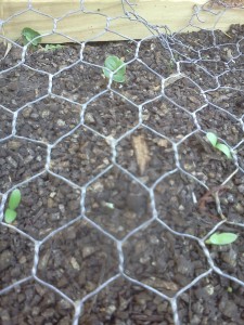 seedsgerminated